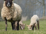 FZ012163 Lambs.jpg